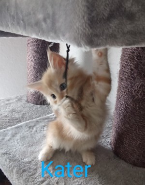 5 Reinrassige Main Coon Kitten suchen absofort ein liebevolles Zuhause! Bild 4