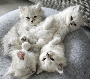Wunderschöne reinrassige BLH Kitten aus liebevoller Hobbyzucht abzugeben Bild 3