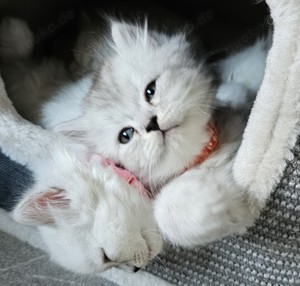 Wunderschöne reinrassige BLH Kitten aus liebevoller Hobbyzucht abzugeben Bild 4