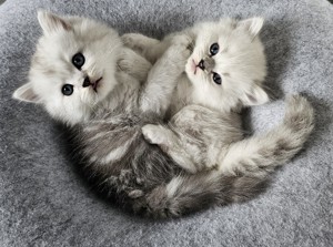 Wunderschöne reinrassige BLH Kitten aus liebevoller Hobbyzucht abzugeben Bild 2