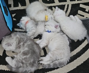Wunderschöne reinrassige BLH Kitten aus liebevoller Hobbyzucht abzugeben Bild 5
