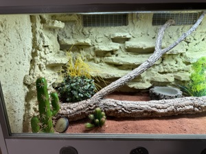 Zwergbartagame + Reptilien Terrarium Lucky Reptile Furni 120x50x50cm Bild 2