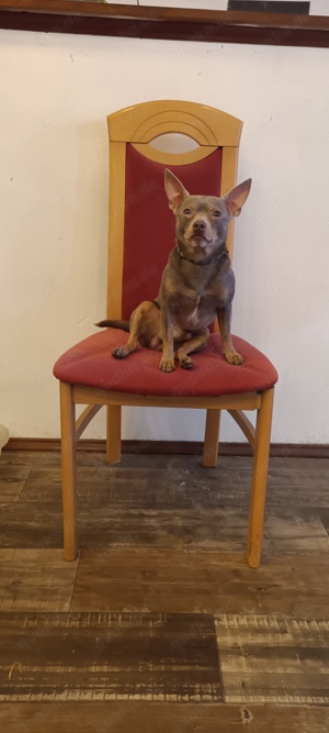 Deckrüde Chihuahua x Zwergpinscher in Lilac Tan