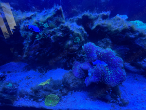 Meerwasseraquarium 450L - komplettset  Bild 7