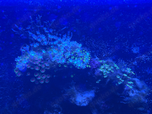 Meerwasseraquarium 450L - komplettset  Bild 6