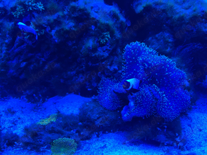 Meerwasseraquarium 450L - komplettset  Bild 9