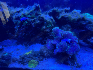 Meerwasseraquarium 450L - komplettset  Bild 8