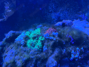 Meerwasseraquarium 450L - komplettset  Bild 5