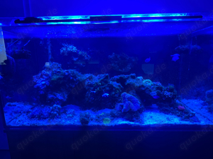 Meerwasseraquarium 450L - komplettset  Bild 2
