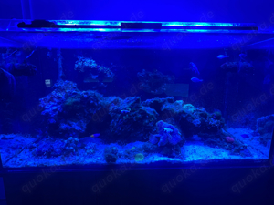 Meerwasseraquarium 450L - komplettset  Bild 3