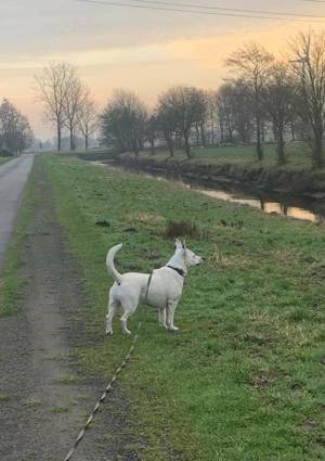 Bianco sehr lieb und lieb das Wasser