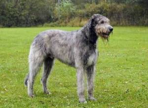 Irish Wolfhoundwelpen, VDH, IWC Bild 1