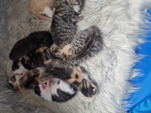 8 süße kitten suchen ein Zuhause  Bild 7