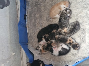 8 süße kitten suchen ein Zuhause  Bild 9