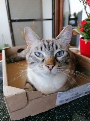 Siam- Mix- Katze - Augenfarbe: "blau" - weiblich -  4 Jahre in Einzelhaltung abzugeben Bild 2