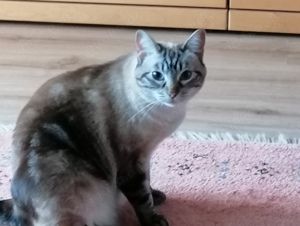 Siam- Mix- Katze - Augenfarbe: "blau" - weiblich -  4 Jahre in Einzelhaltung abzugeben Bild 4