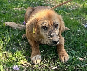 Frauenhund HOPE sucht liebe Menschen, die ihm helfen möchten