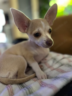 Chihuahua Rüde Rocky Bild 3