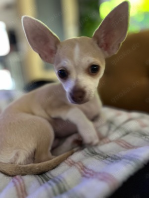 Chihuahua Rüde Rocky Bild 6