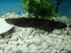 Axolotl  Bild 5