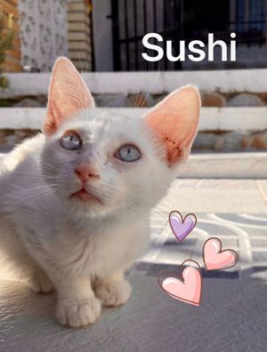 SUSHI Siam-Mix Kitten sucht Familie Bild 2