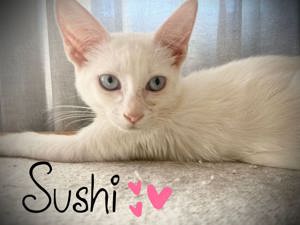 SUSHI Siam-Mix Kitten sucht Familie Bild 3