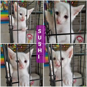 SUSHI Siam-Mix Kitten sucht Familie Bild 4