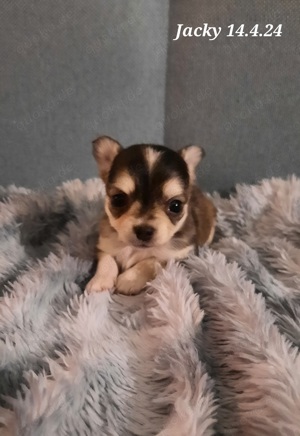 Süße reinrassige Chihuahua Welpen Ahnentafel Husky Brindel Schecke  Bild 8