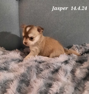 Süße reinrassige Chihuahua Welpen Ahnentafel Husky Brindel Schecke  Bild 9