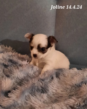 Süße reinrassige Chihuahua Welpen Ahnentafel Husky Brindel Schecke  Bild 6