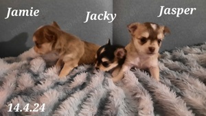 Süße reinrassige Chihuahua Welpen Ahnentafel Husky Brindel Schecke  Bild 2