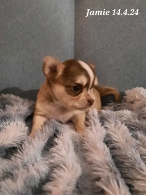 Süße reinrassige Chihuahua Welpen Ahnentafel Husky Brindel Schecke  Bild 5