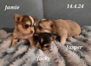 Süße reinrassige Chihuahua Welpen Ahnentafel Husky Brindel Schecke  Bild 3