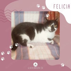 Katze Felicia möchte bei Dir einziehen Bild 1
