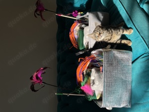 Stammbaum Championslinie BKH Britisch Kurzhaar Katze Kitten Classic Tabby Cat Golden Black Shell Bild 5