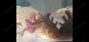 Axolotl Copper ca 20cm Bild 4