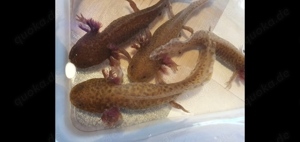Axolotl Copper ca 20cm Bild 3