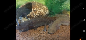 Axolotl Copper ca 20cm Bild 5