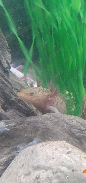 Axolotl Copper ca 20cm Bild 2