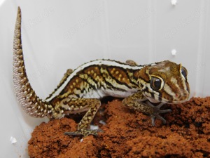 1.0 P. picta | Madagaskar Großkopf Gecko Männchen! Bild 1
