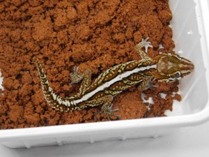 1.0 P. picta | Madagaskar Großkopf Gecko Männchen! Bild 2