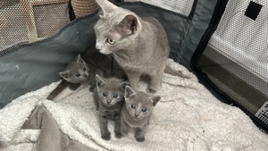 reinrassige russisch blau kitten zu verkaufen  Bild 5