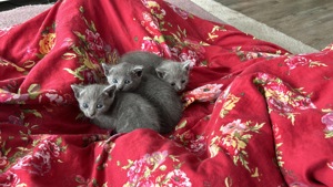 reinrassige russisch blau kitten zu verkaufen  Bild 2