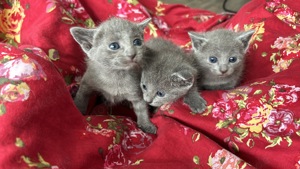 reinrassige russisch blau kitten zu verkaufen  Bild 4