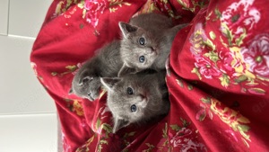 reinrassige russisch blau kitten zu verkaufen  Bild 3