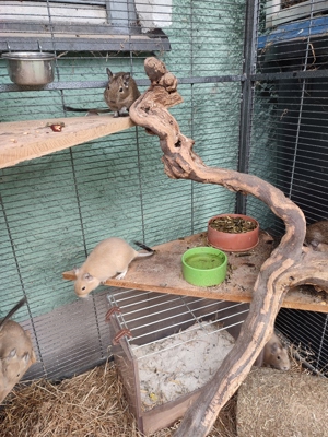 Degu Degus, Chinchilla , Nager