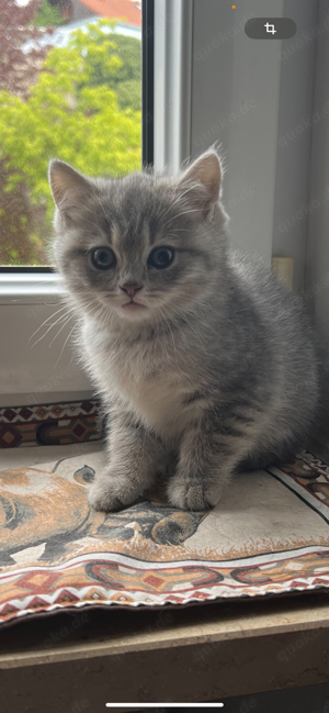 Reinrassige Britisch Kurzhaar Kitten mit Stammbaum Bild 1