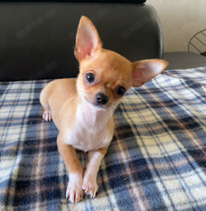 Chihuahua Welpen Bild 1