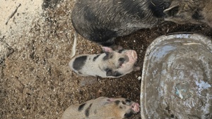 Mini Schwein Eber Bild 1