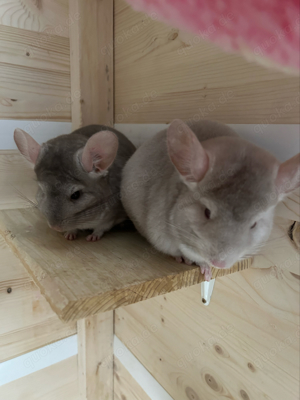 2 superzahme chinchilladamen 